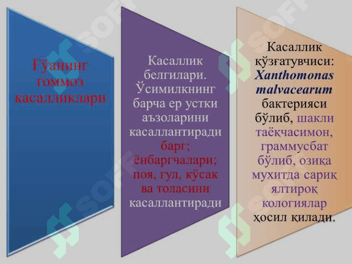 Ғўза ва донли экинларни бактерияли касалликлари ва уларга қарши кураш чоралари 3