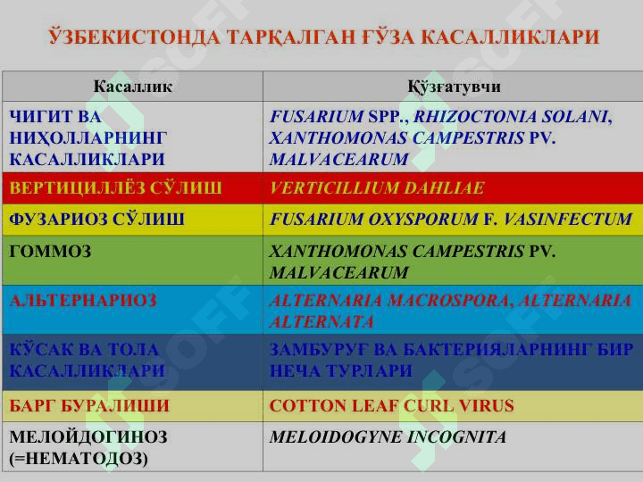Ғўза ва донли экинларни бактерияли касалликлари ва уларга қарши кураш чоралари 4
