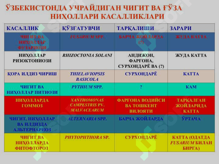 Ғўза ва донли экинларни бактерияли касалликлари ва уларга қарши кураш чоралари 6