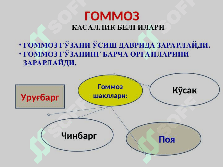 Ғўза ва донли экинларни бактерияли касалликлари ва уларга қарши кураш чоралари 7