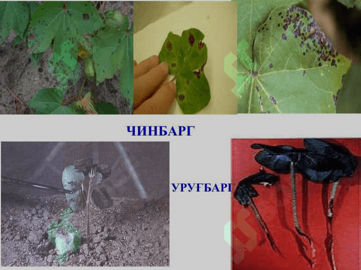 Ғўза ва донли экинларни бактерияли касалликлари ва уларга қарши кураш чоралари 8