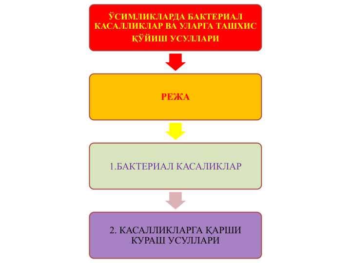 ЎСИМЛИКЛАРДА БАКТЕРИАЛ КАСАЛЛИКЛАР ВА УЛАРГА ТАШХИС ҚЎЙИШ УСУЛЛАРИ