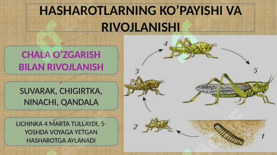 CHALA O’ZGARISH BILAN RIVOJLANADIGANHASHAROTLAR 3