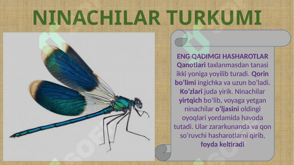 CHALA O’ZGARISH BILAN RIVOJLANADIGANHASHAROTLAR 4