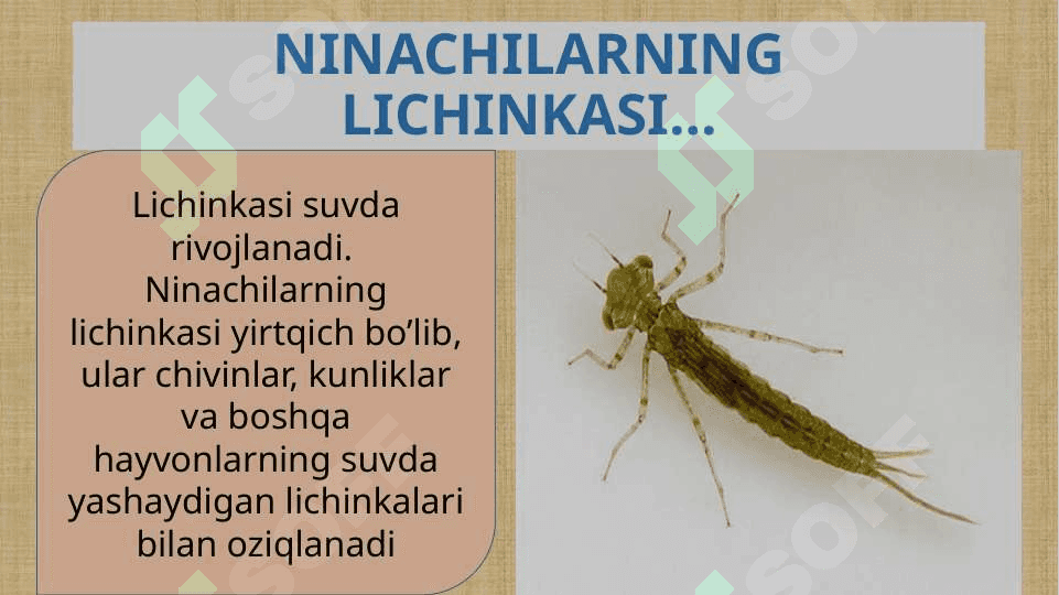 CHALA O’ZGARISH BILAN RIVOJLANADIGANHASHAROTLAR 5