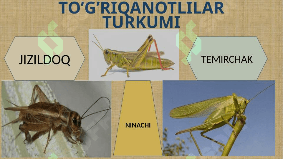 CHALA O’ZGARISH BILAN RIVOJLANADIGANHASHAROTLAR 7