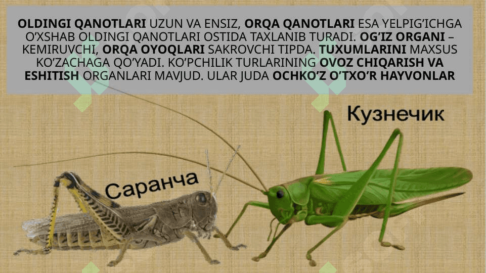 CHALA O’ZGARISH BILAN RIVOJLANADIGANHASHAROTLAR 8