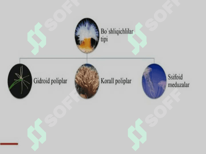 Bo'shliqichlilar 3