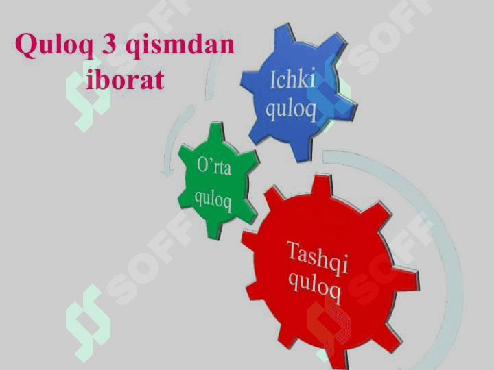 Eshitish organining tuzilishi, eshitish gigiyenasi 4