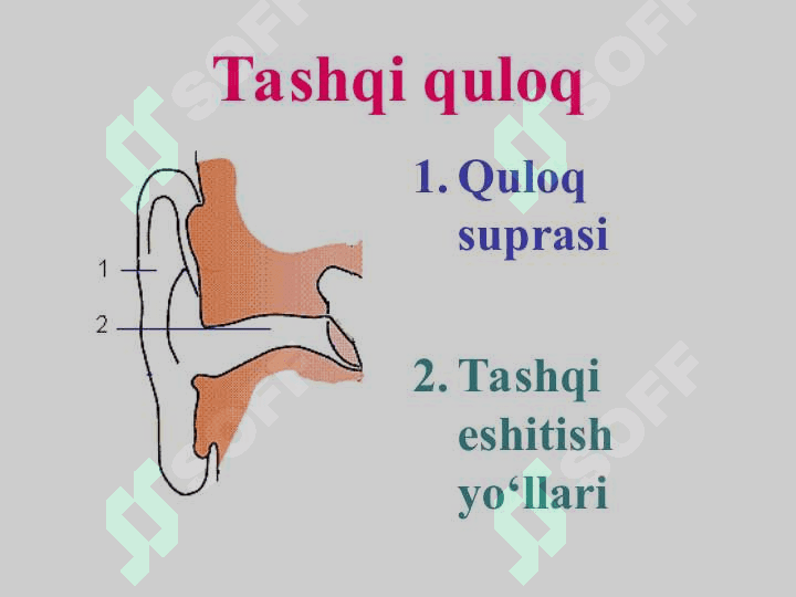 Eshitish organining tuzilishi, eshitish gigiyenasi 5