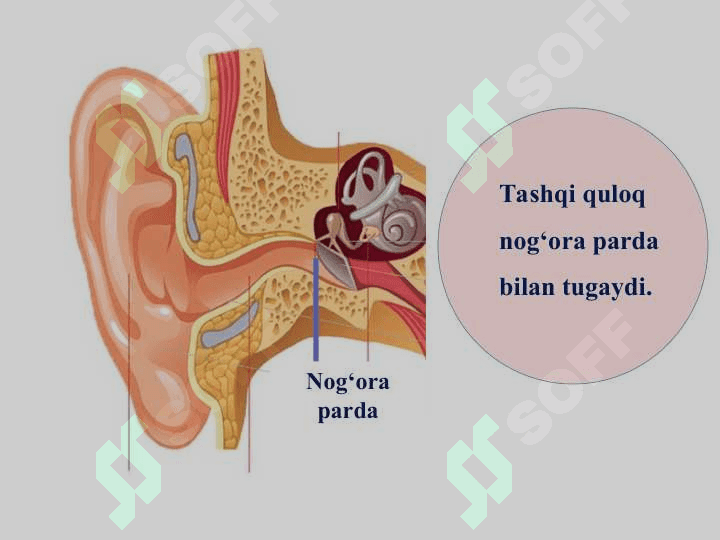 Eshitish organining tuzilishi, eshitish gigiyenasi 7