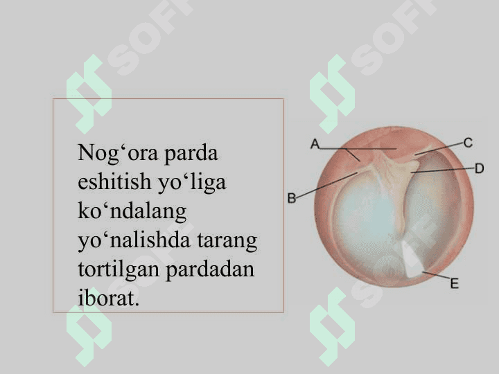 Eshitish organining tuzilishi, eshitish gigiyenasi 8