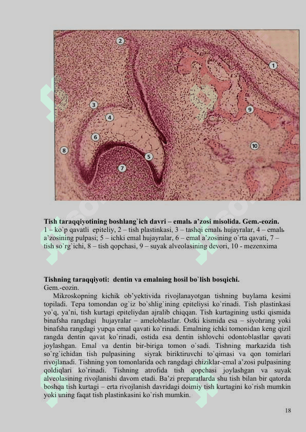 HAZM TIZIMI. OG`IZ BO`SHLIG`I 6