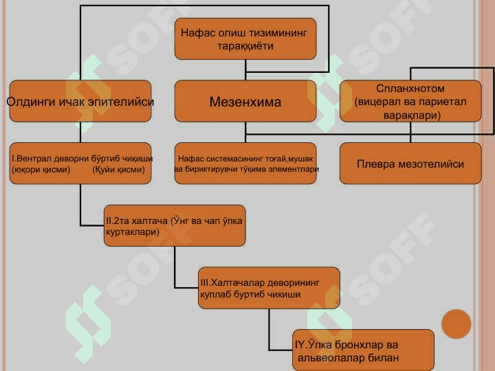НАФАС ОЛИШ СИСТЕМАСИ 3