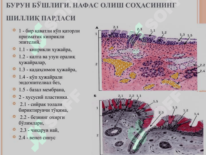 НАФАС ОЛИШ СИСТЕМАСИ 4