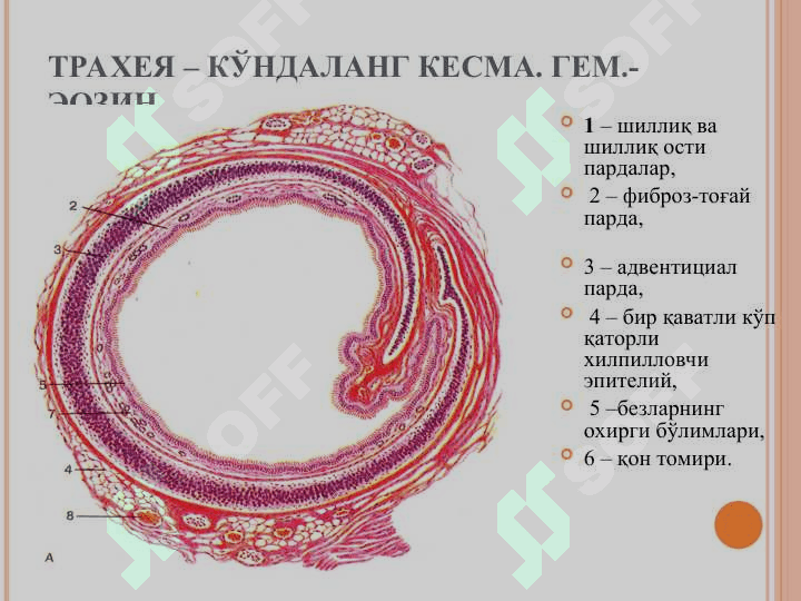 НАФАС ОЛИШ СИСТЕМАСИ 5
