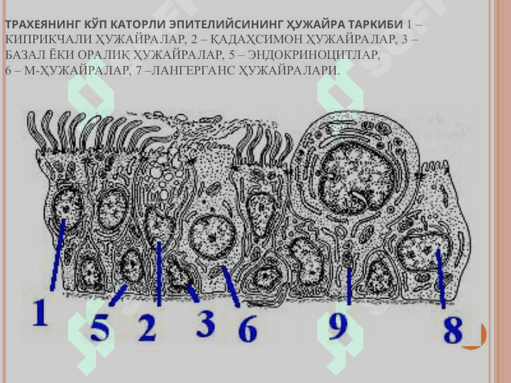 НАФАС ОЛИШ СИСТЕМАСИ 7