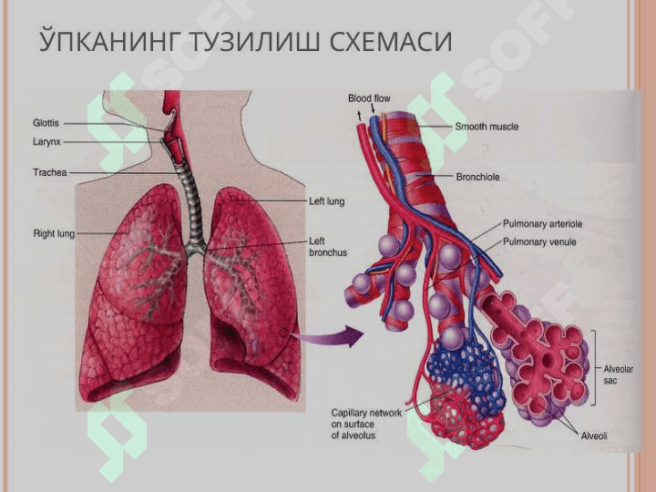 НАФАС ОЛИШ СИСТЕМАСИ 8