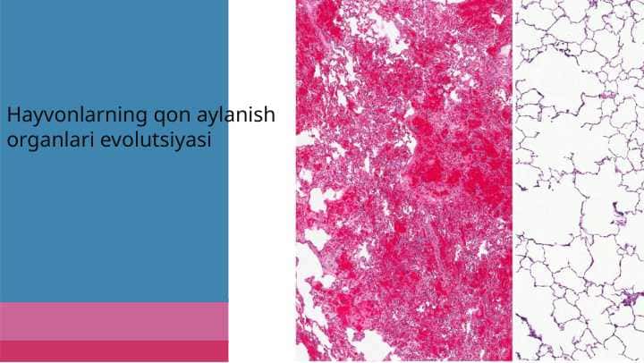 Hayvonlarning qon aylanish organlari
