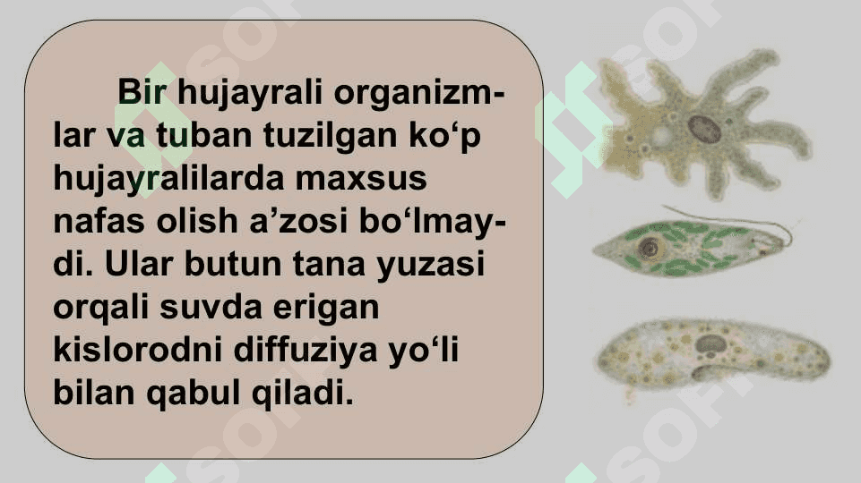 HAYVONLARNING NAFAS OLISH ORGANLARI EVOLUTSIYASI 6