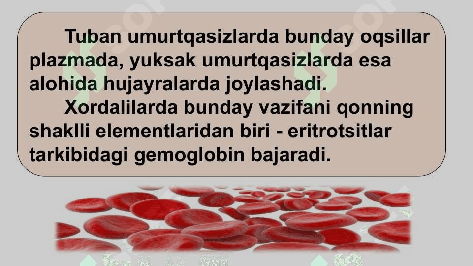 HAYVONLARNING NAFAS OLISH ORGANLARI EVOLUTSIYASI 8