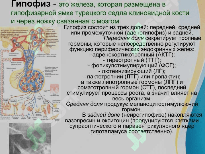 Заболевание гипоталамо-гипофизарной системы. Ее участие в корегировании функциональной активности желез внутренней секреции 4