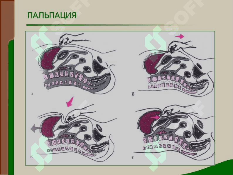 Jigar oʼt yoʼllari tekshiriv usullari 8