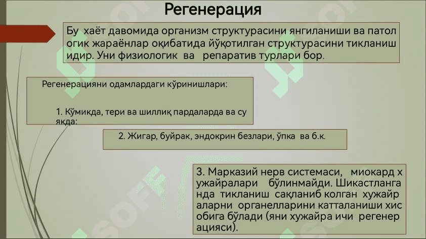 Усма хужайраларини келиб чикишидаги ахамияти 4