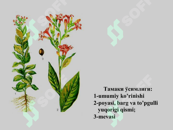 Tamakini saqlash va qayta ishlash texnologiyasi 4