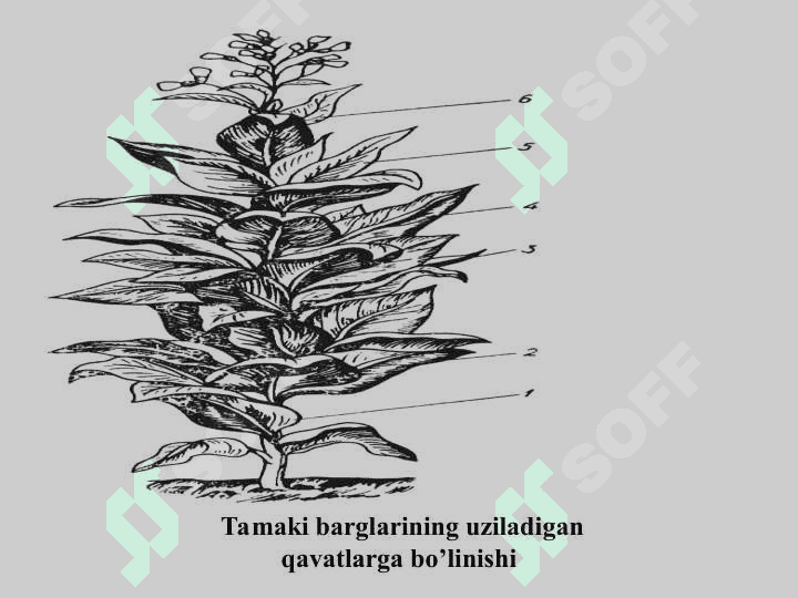 Tamakini saqlash va qayta ishlash texnologiyasi 7