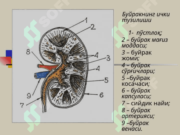 БУЙРАК КАСАЛЛИКЛАРИ БИЛАН КАСАЛЛАНГАН БЕМОРЛАРНИ ТЕКШИРИШ. АСОСИЙ КЛИНИК СИНДРОМЛАР. БУЙРАК ЕТИШМОВЧИЛИГИ 3