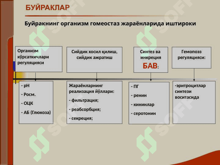 БУЙРАК КАСАЛЛИКЛАРИ БИЛАН КАСАЛЛАНГАН БЕМОРЛАРНИ ТЕКШИРИШ. АСОСИЙ КЛИНИК СИНДРОМЛАР. БУЙРАК ЕТИШМОВЧИЛИГИ 4