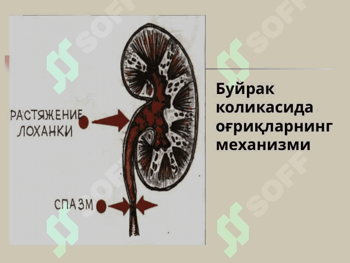 БУЙРАК КАСАЛЛИКЛАРИ БИЛАН КАСАЛЛАНГАН БЕМОРЛАРНИ ТЕКШИРИШ. АСОСИЙ КЛИНИК СИНДРОМЛАР. БУЙРАК ЕТИШМОВЧИЛИГИ 8
