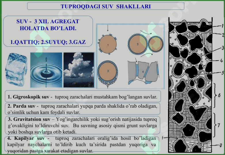 O‘SIMLIKLAR OZIQLANISHIDA TUPROQ TARKIBINING AHAMIYATI VA SINGDIRISH QOBILIYATLARINI O‘RNI. 5