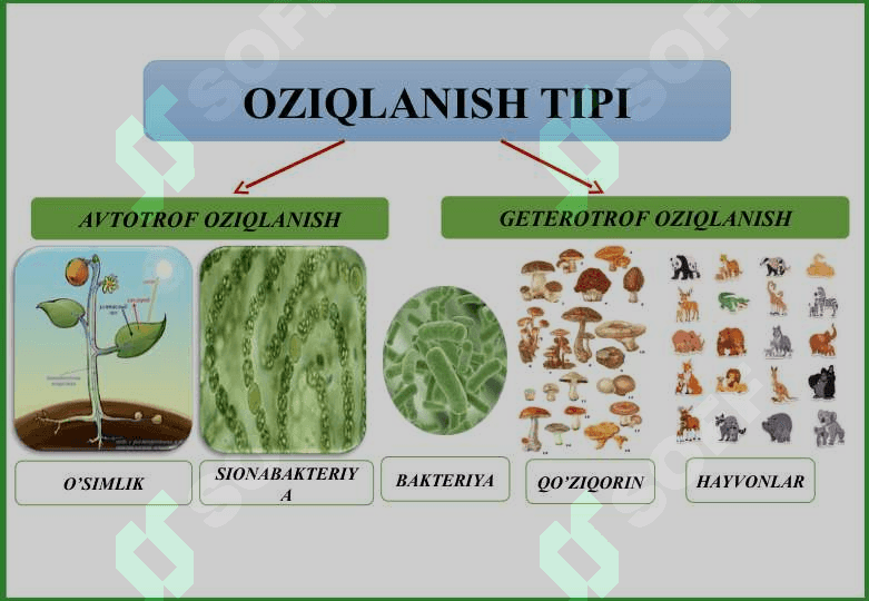 O‘SIMLIKLARNING KIMYOVIY TARKIBI VA OZIQLANISHI 2