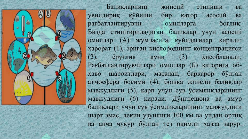 БАЛИҚЛАРНИ СУНЪИЙ УРЧИТИШ УСУЛЛАРИ 3