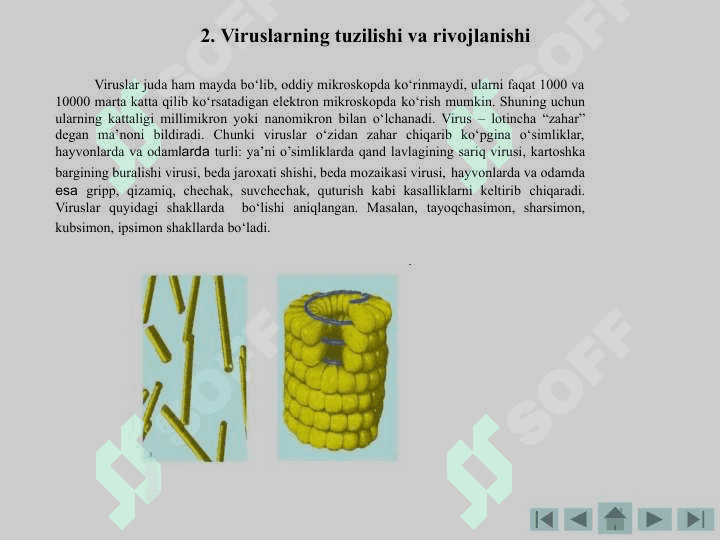 Viruslar va Bakteriifaglar. 4