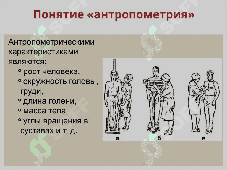 Антропометрия. 4