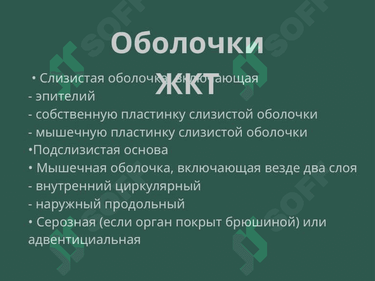 Пищеварительная система. Пищевода,желудок и кишечник. 3