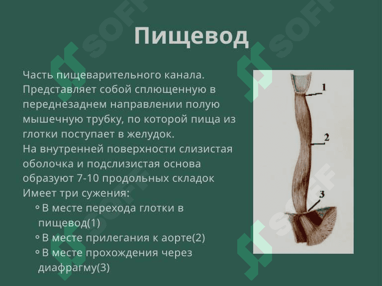 Пищеварительная система. Пищевода,желудок и кишечник. 4