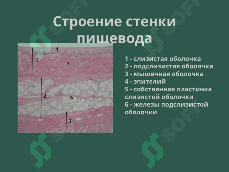 Пищеварительная система. Пищевода,желудок и кишечник. 7