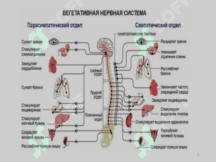 Н-ХОЛИНОРЕЦЕП- ТОРЛАРГА  ТАЪСИР  ЭТУВЧИ ВОСИТАЛАР 2