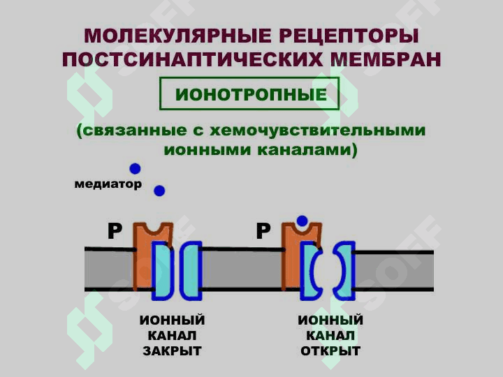 НЕЙРОМЕДИАТОРЫ 3