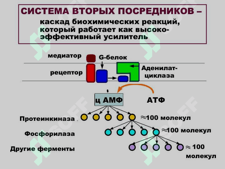 НЕЙРОМЕДИАТОРЫ 6