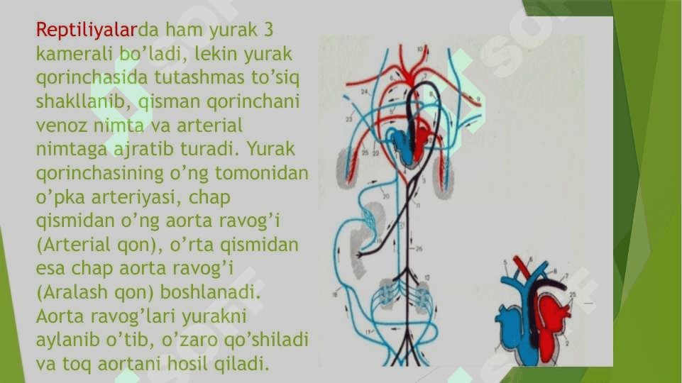 Yurak qon tomirlar onto-filogenezi va Nafas a’zolari onto-filogenezi 6