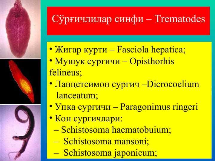 Сўрғичлилар синфи – Trematodes
