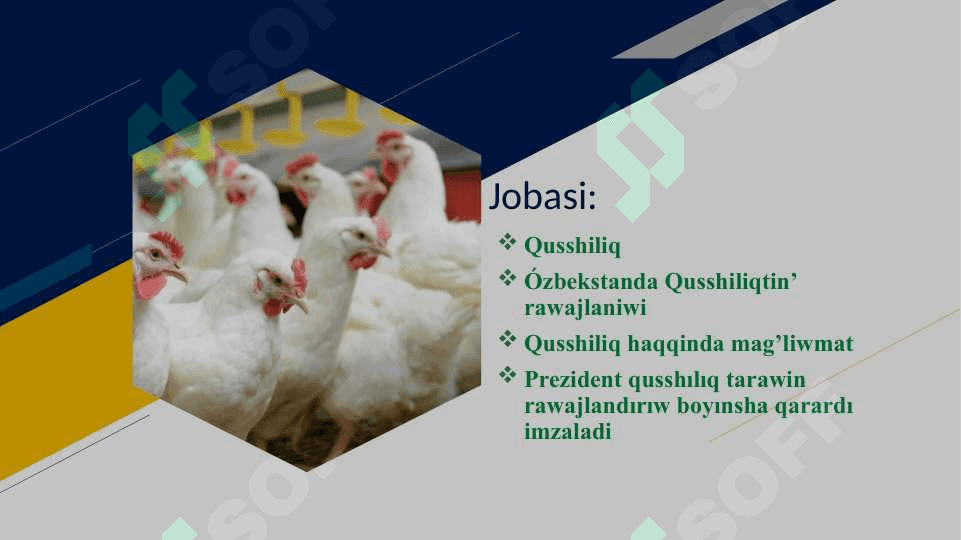 QUSSHILIQ EKONOMIKASI || Qushchilik 3