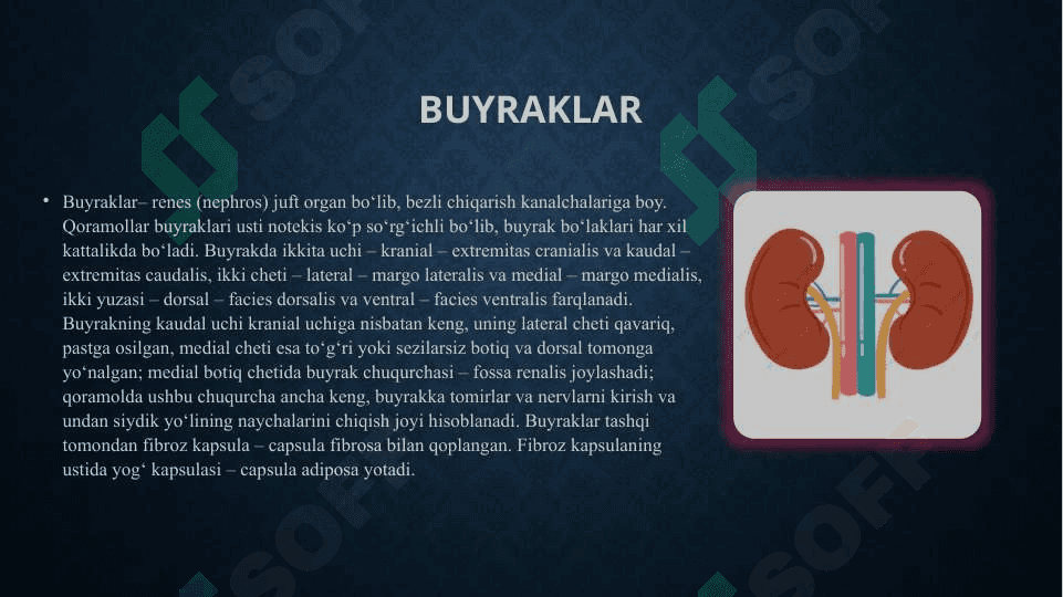 Siydik ayirish organlarini tuzilishi 2