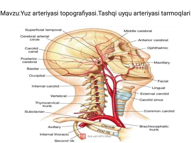 Yuz arteriyasi topografiyasi