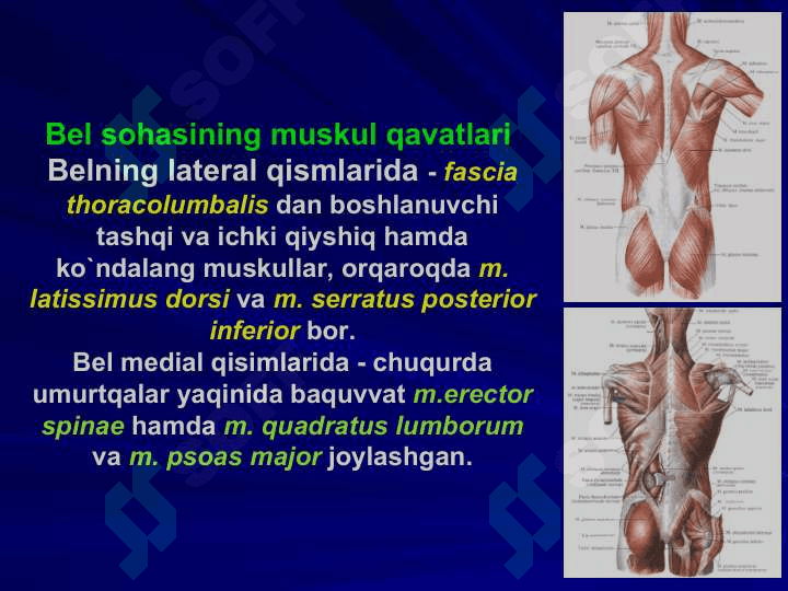 BEL SOHASI VА QORIN PARDA ORQA BO`SHLIG`NING KLINIK ANATOMIYASI VA OPERATSIYALARI. BUYRAK VА SIYDIK YO`LLARIDA OPERATSIYALAR. 3
